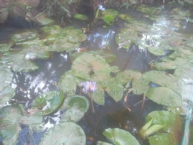Live Water Plants, Water Lilly, Live Plants