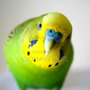 Lovely Budgies - thumbnail 2