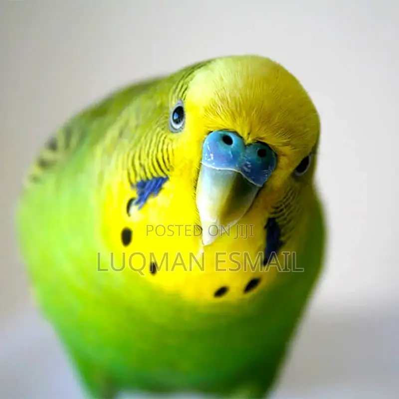 Lovely Budgies