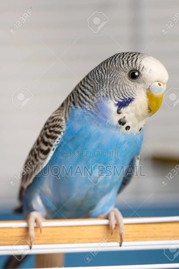 Lovely Budgies - thumbnail 3