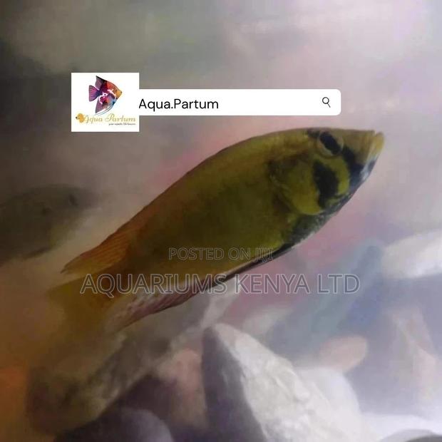 Cichlids Yellow Mouthbroader, Aquarium Fish - main view