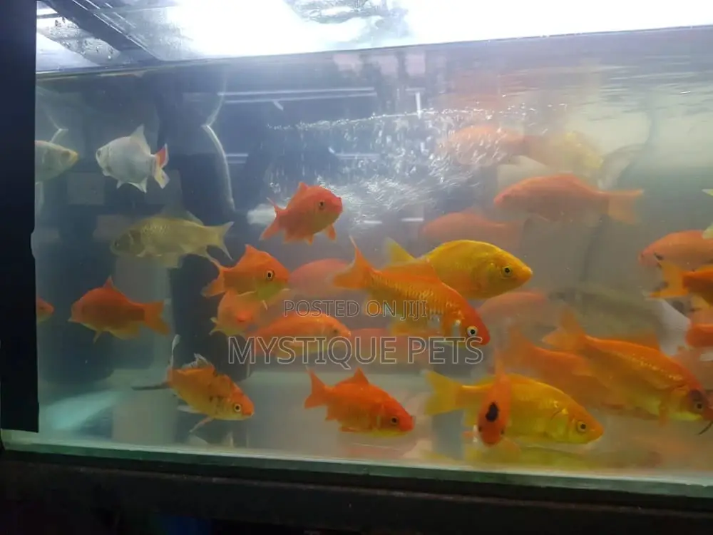 Gold Ornamental Fish
