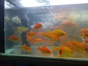 Gold Ornamental Fish
