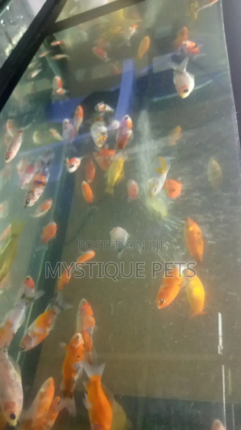 Gold Ornamental Fish
