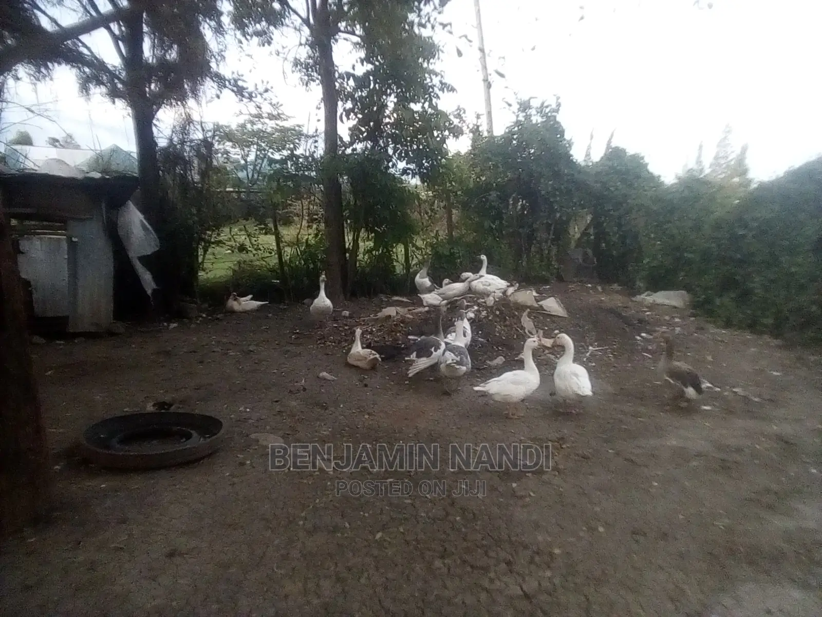 Bata Bukini (Goose) Pair