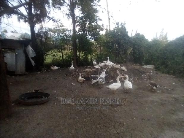 Bata Bukini (Goose) Pair - thumbnail 14