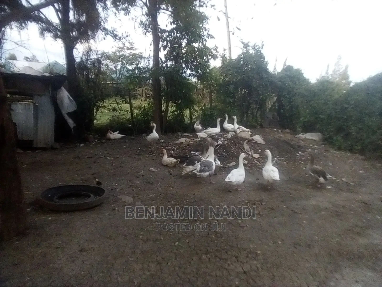 Bata Bukini (Goose) Pair