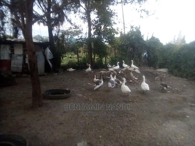 Bata Bukini (Goose) Pair - thumbnail 3