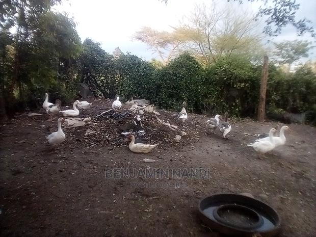 Bata Bukini (Goose) Pair - thumbnail 16