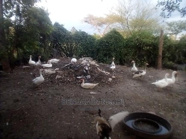 Bata Bukini (Goose) Pair - thumbnail 17