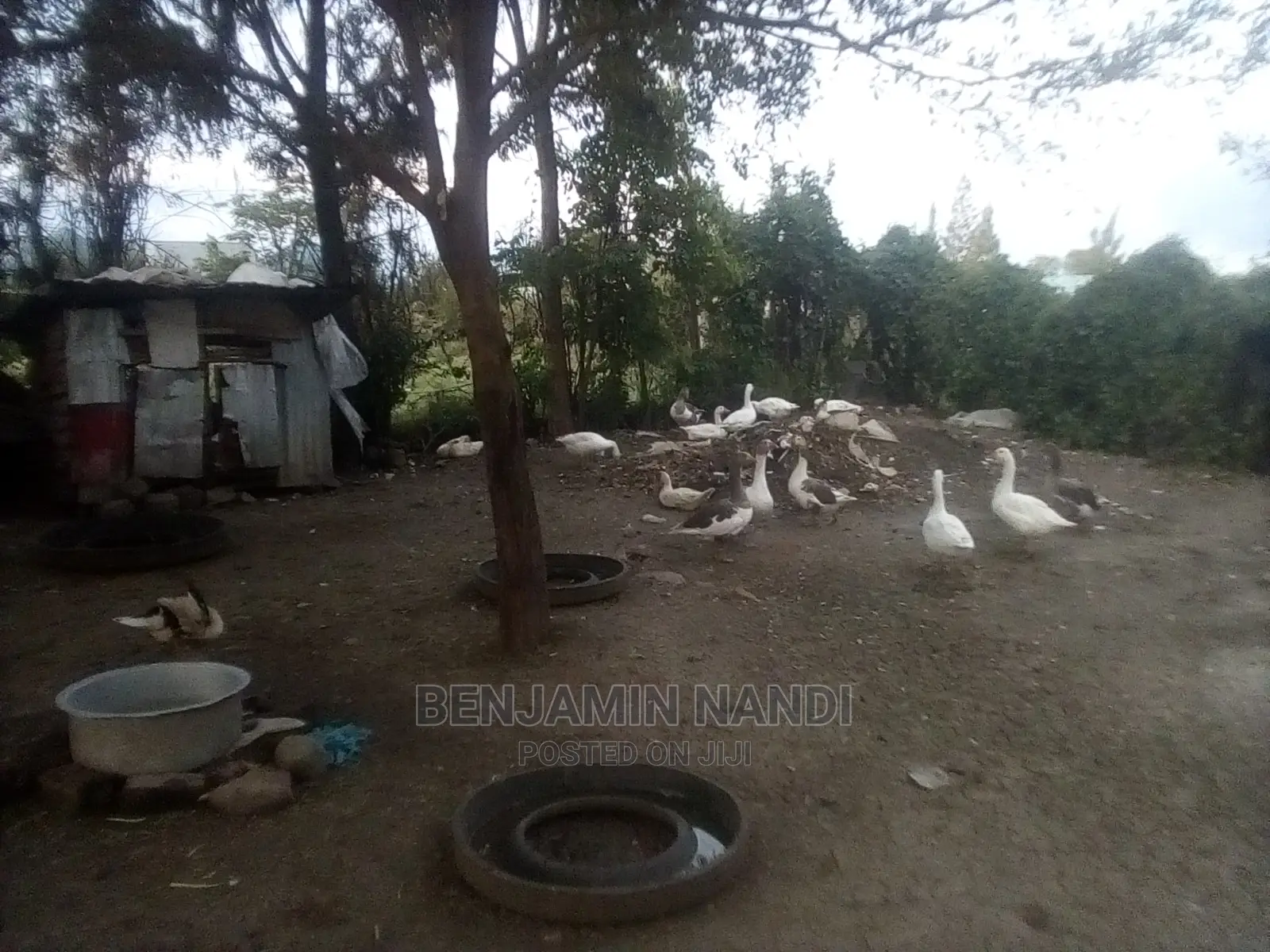Bata Bukini (Goose) Pair