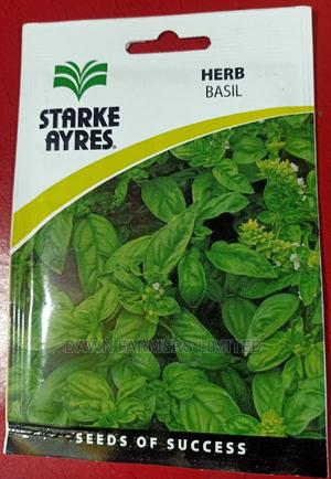 Basil Herb - main view