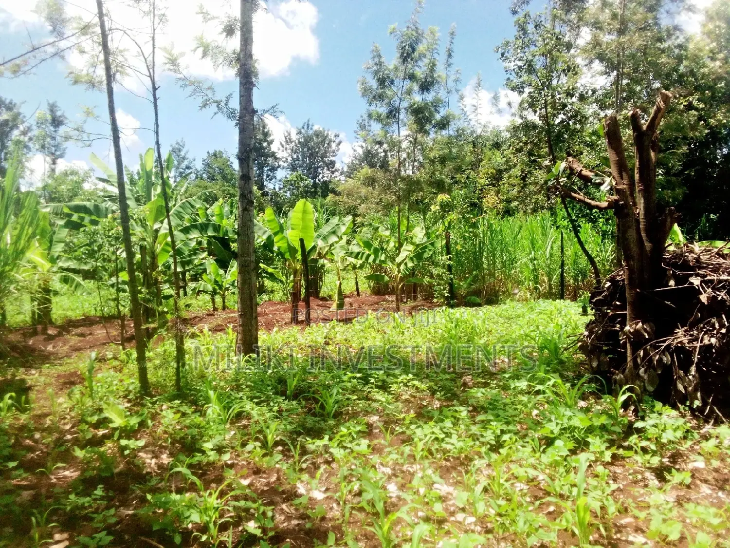 1 and Half Acres on Sale at Kamahuha