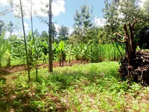 1 and Half Acres on Sale at Kamahuha
