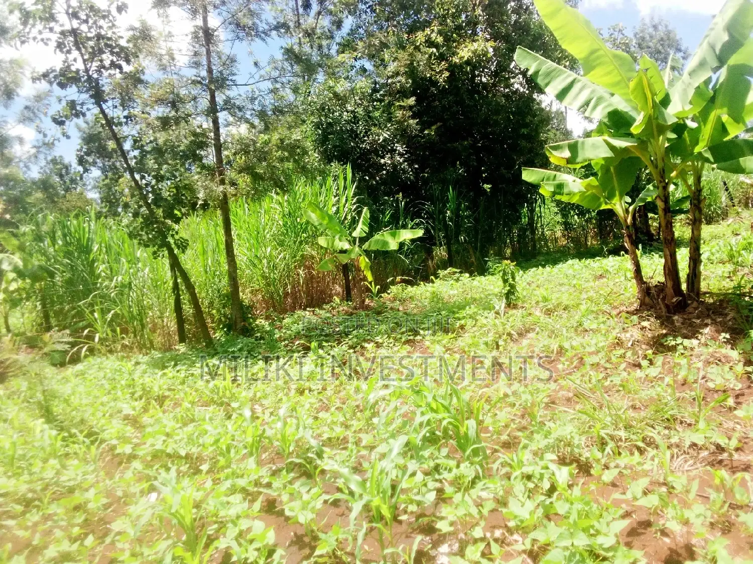 1 and Half Acres on Sale at Kamahuha