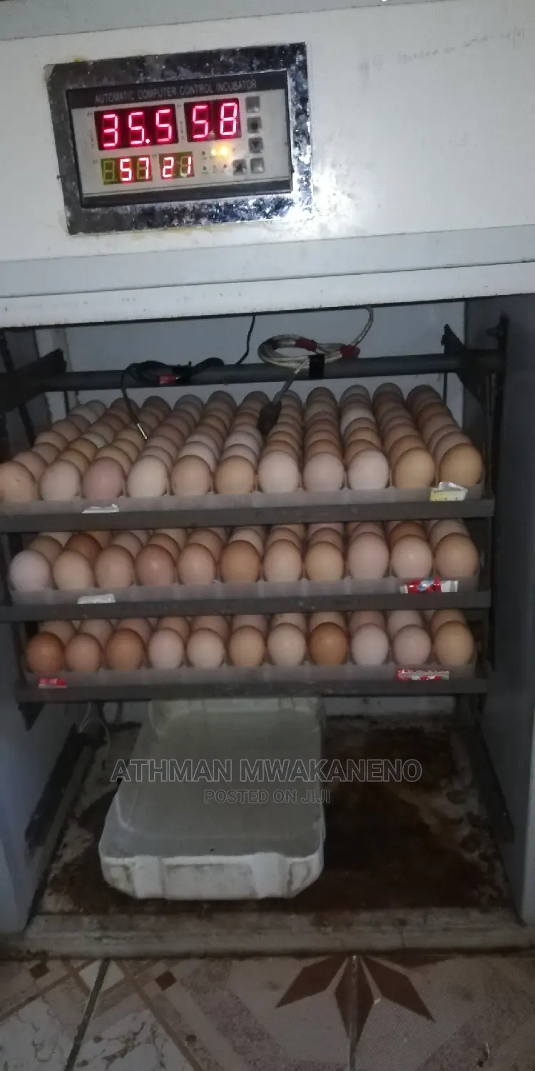 Chicks Hatching Service