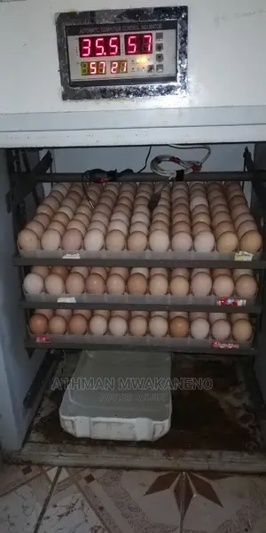 Chicks Hatching Service