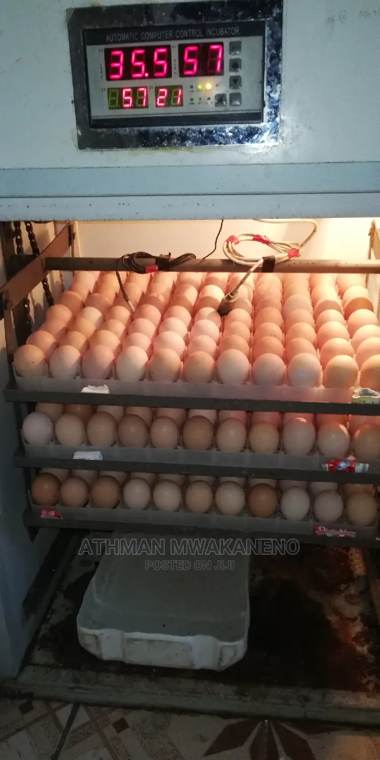 Chicks Hatching Service