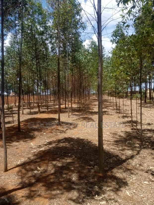 3.1acres Soy Simbi With Title 3km From Tarmac - thumbnail 4