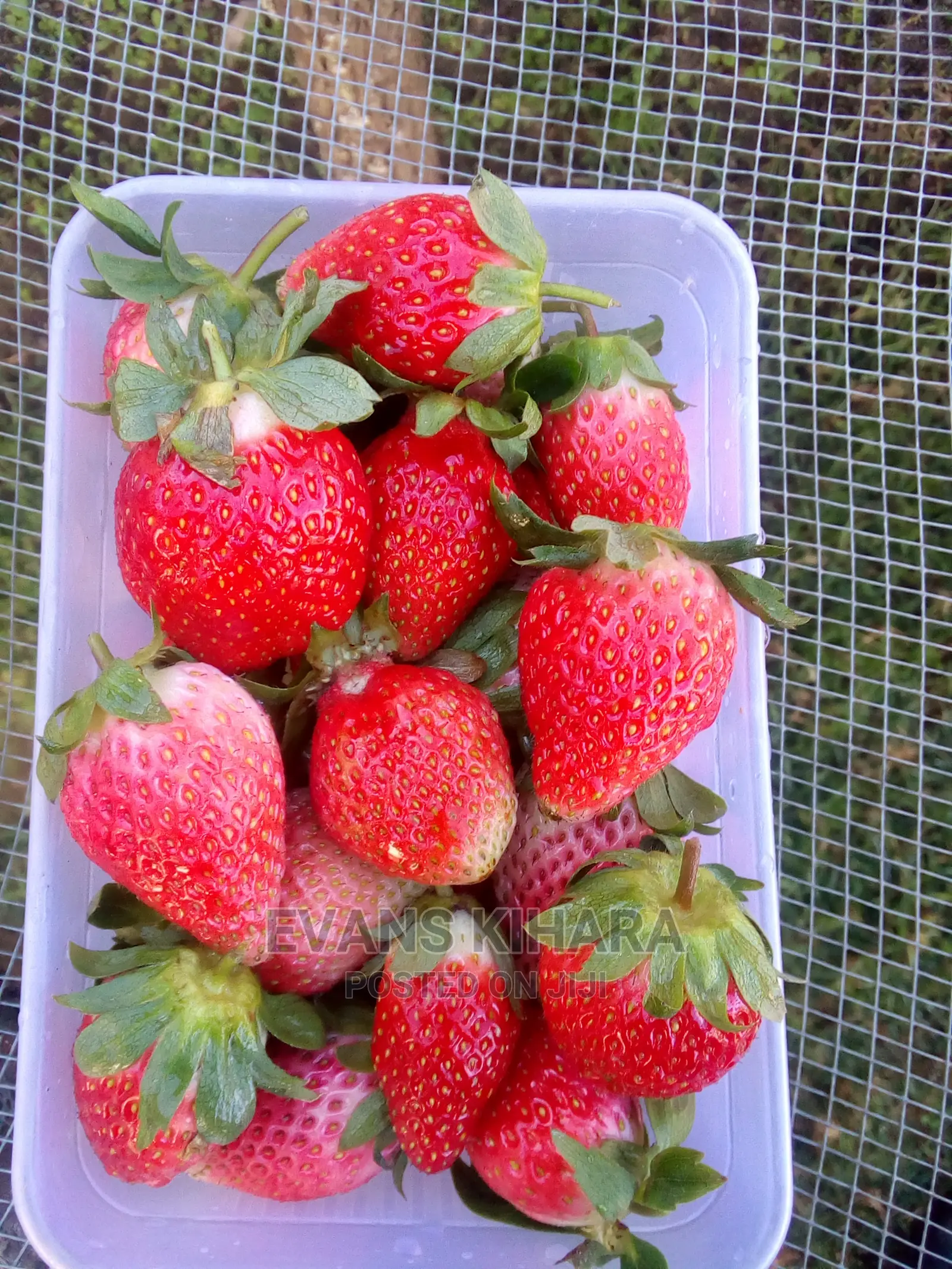 Fresh Strawberries