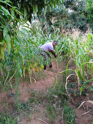 Plot for Sale at Katoloni - thumbnail 2