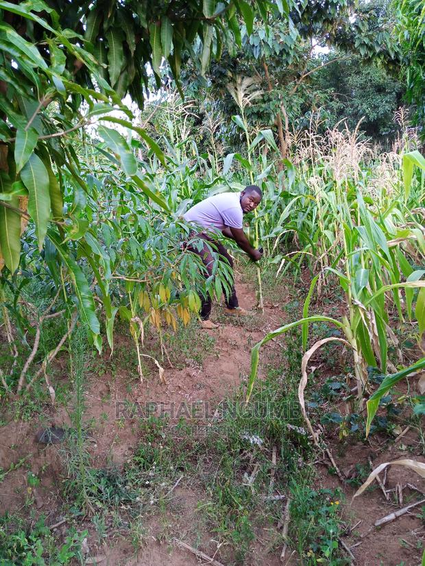 Plot for Sale at Katoloni - main view