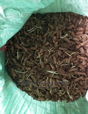 Tumeric Rhizome Seedlings MOQ 5. - thumbnail 2