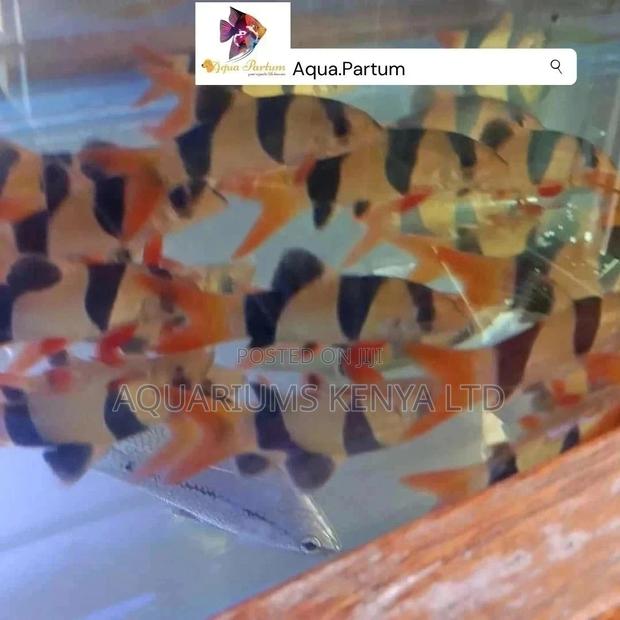 Crown Loach, Aquarium Fish . - main view