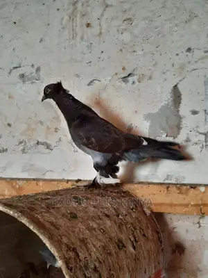 Shungi Flare Soksi Females for Sale