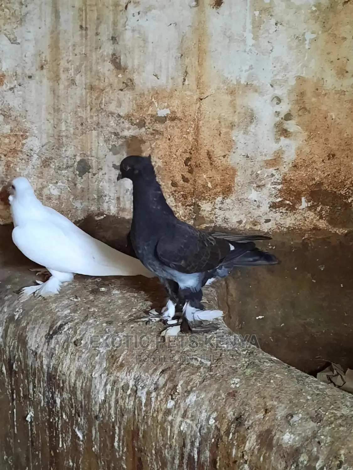 Shungi Flare Soksi Females for Sale