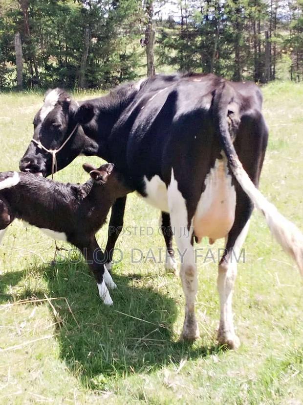 Aawosame Freshly Calved With a She Calf - thumbnail 3