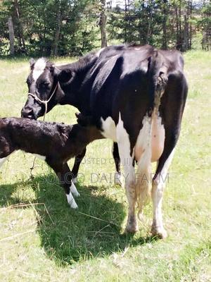 Aawosame Freshly Calved With a She Calf - thumbnail 2