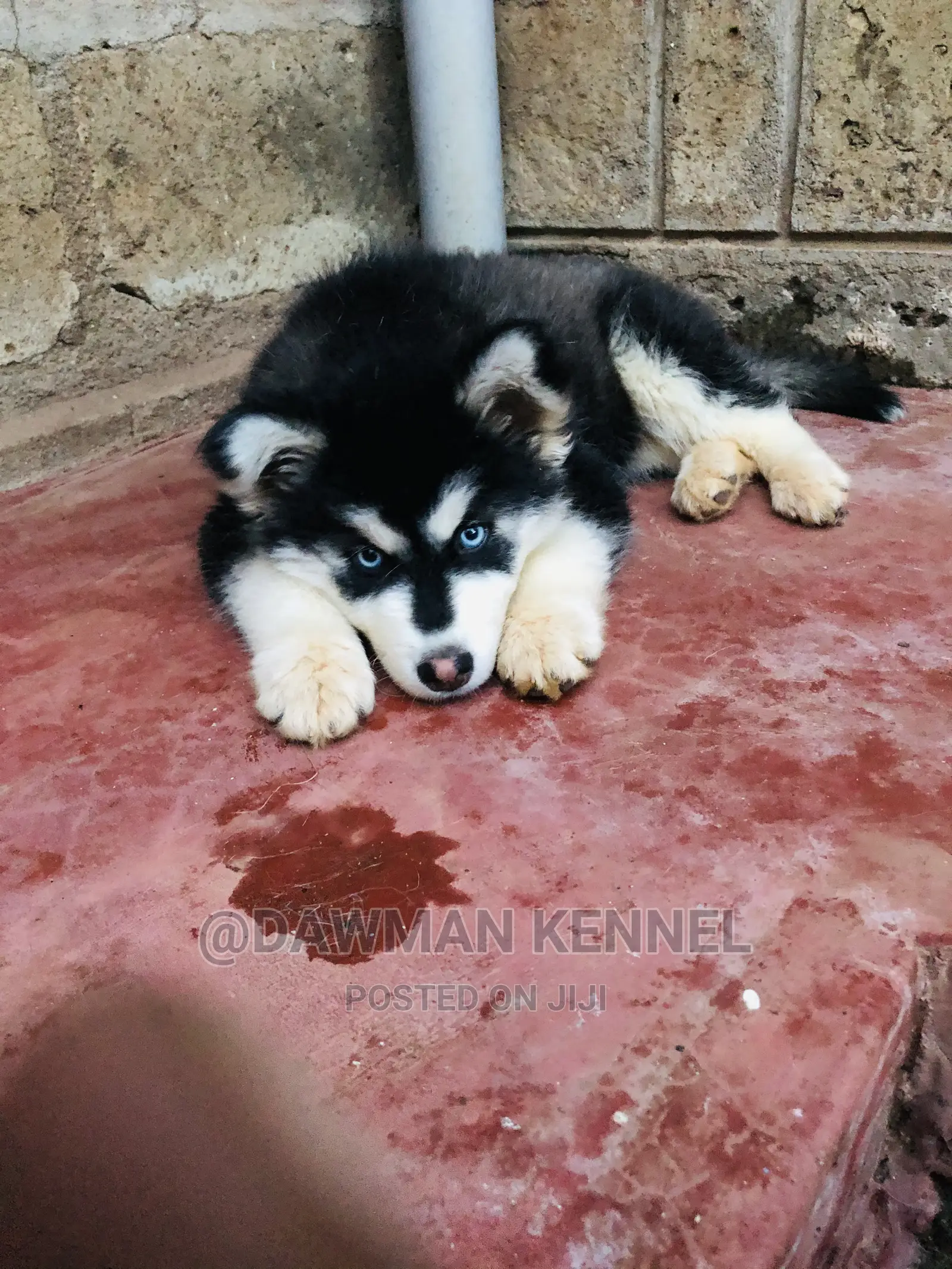 1-3 Month Female Purebred Siberian Husky