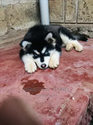 1-3 Month Female Purebred Siberian Husky