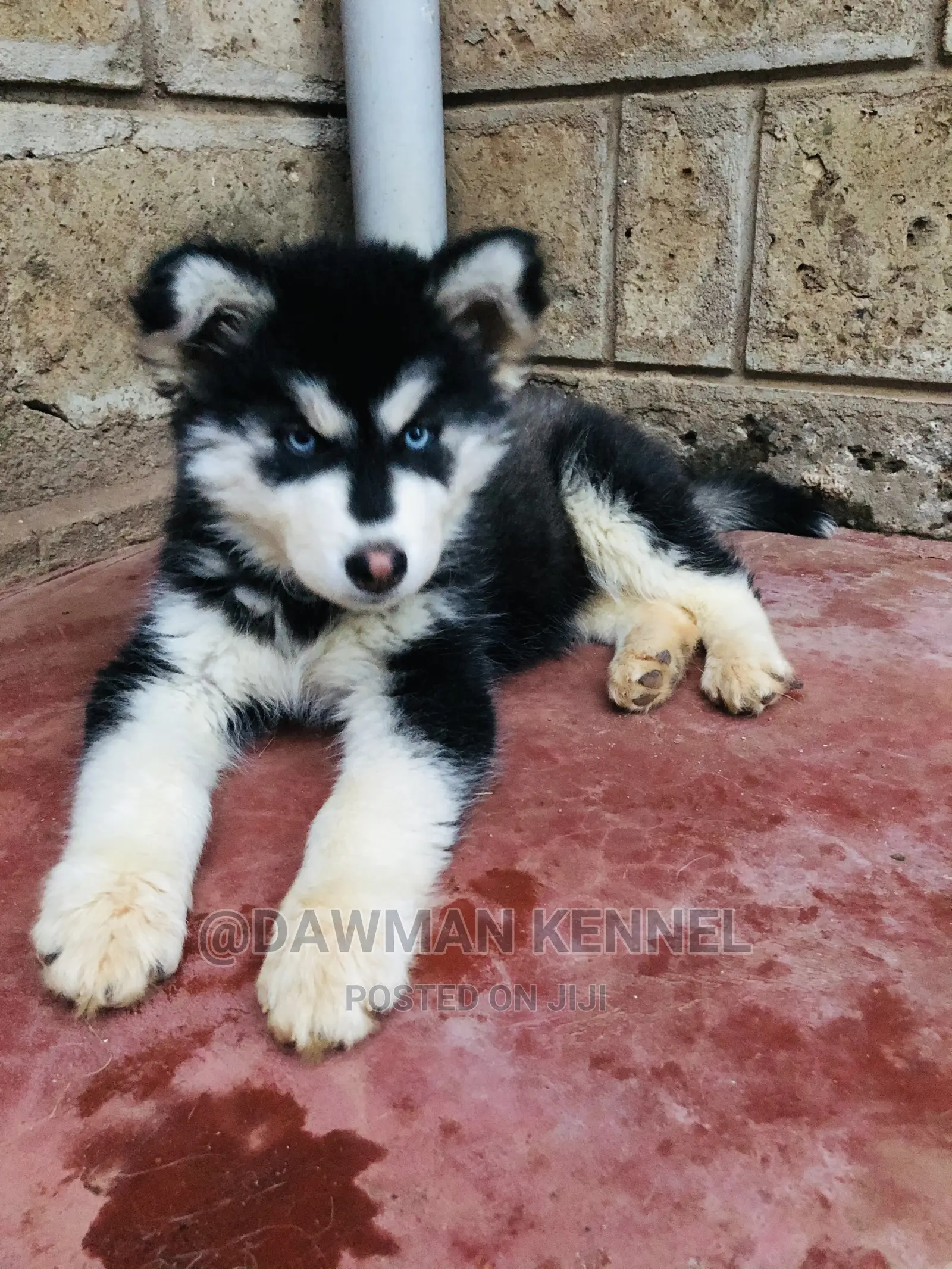 1-3 Month Female Purebred Siberian Husky