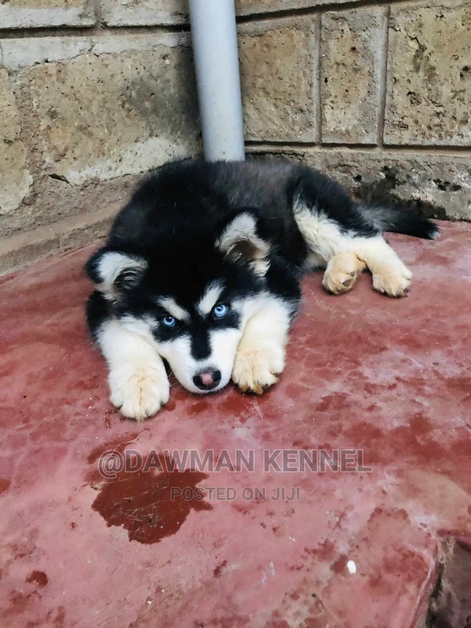 1-3 Month Female Purebred Siberian Husky