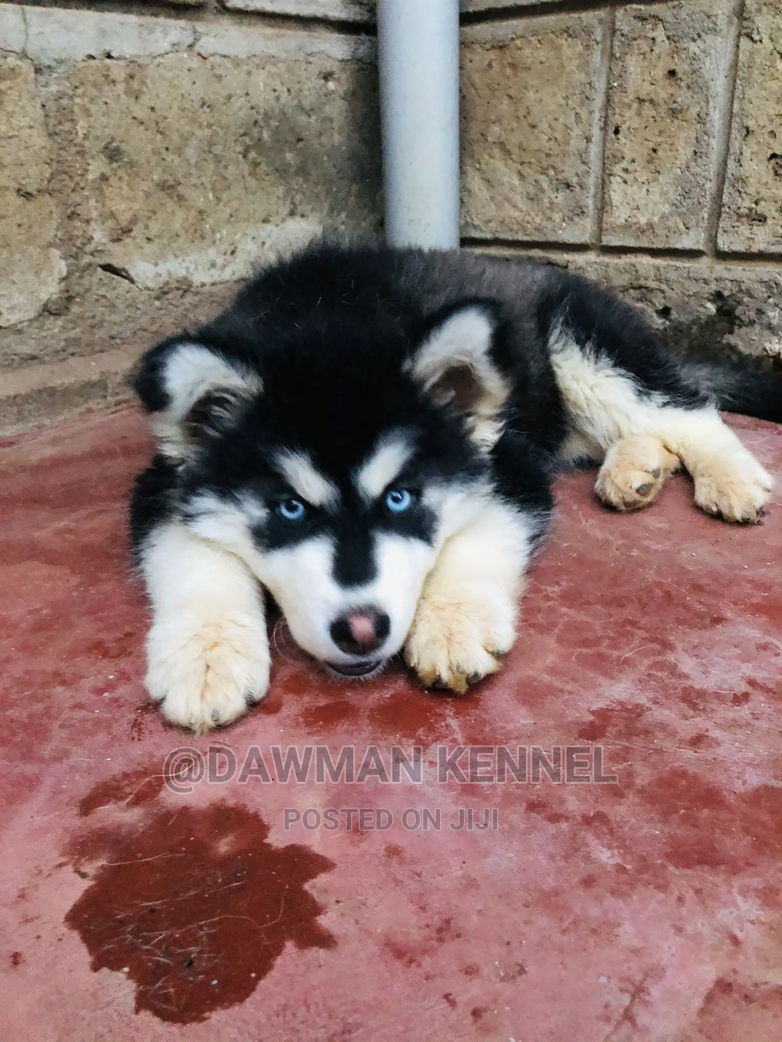 1-3 Month Female Purebred Siberian Husky