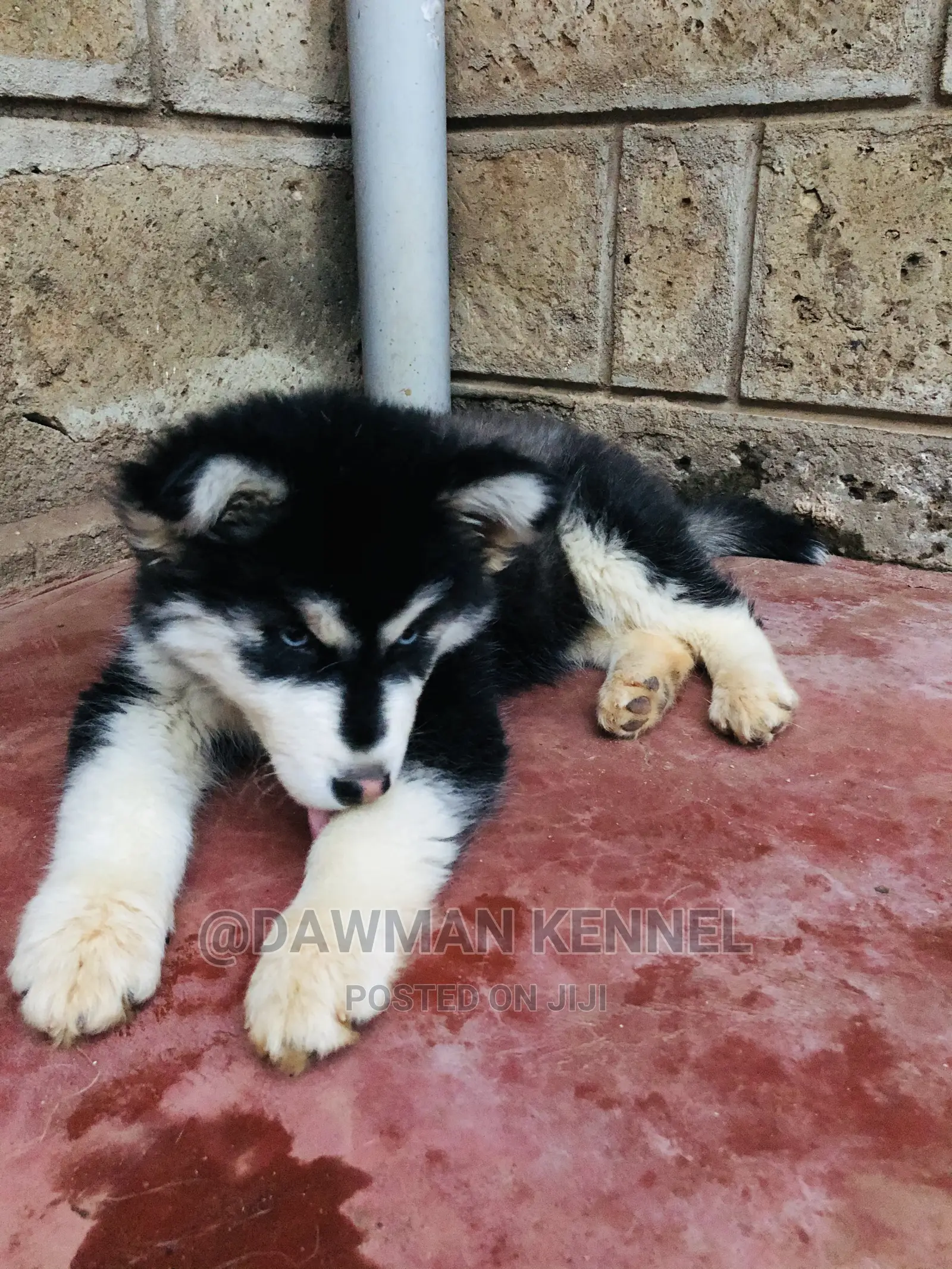 1-3 Month Female Purebred Siberian Husky