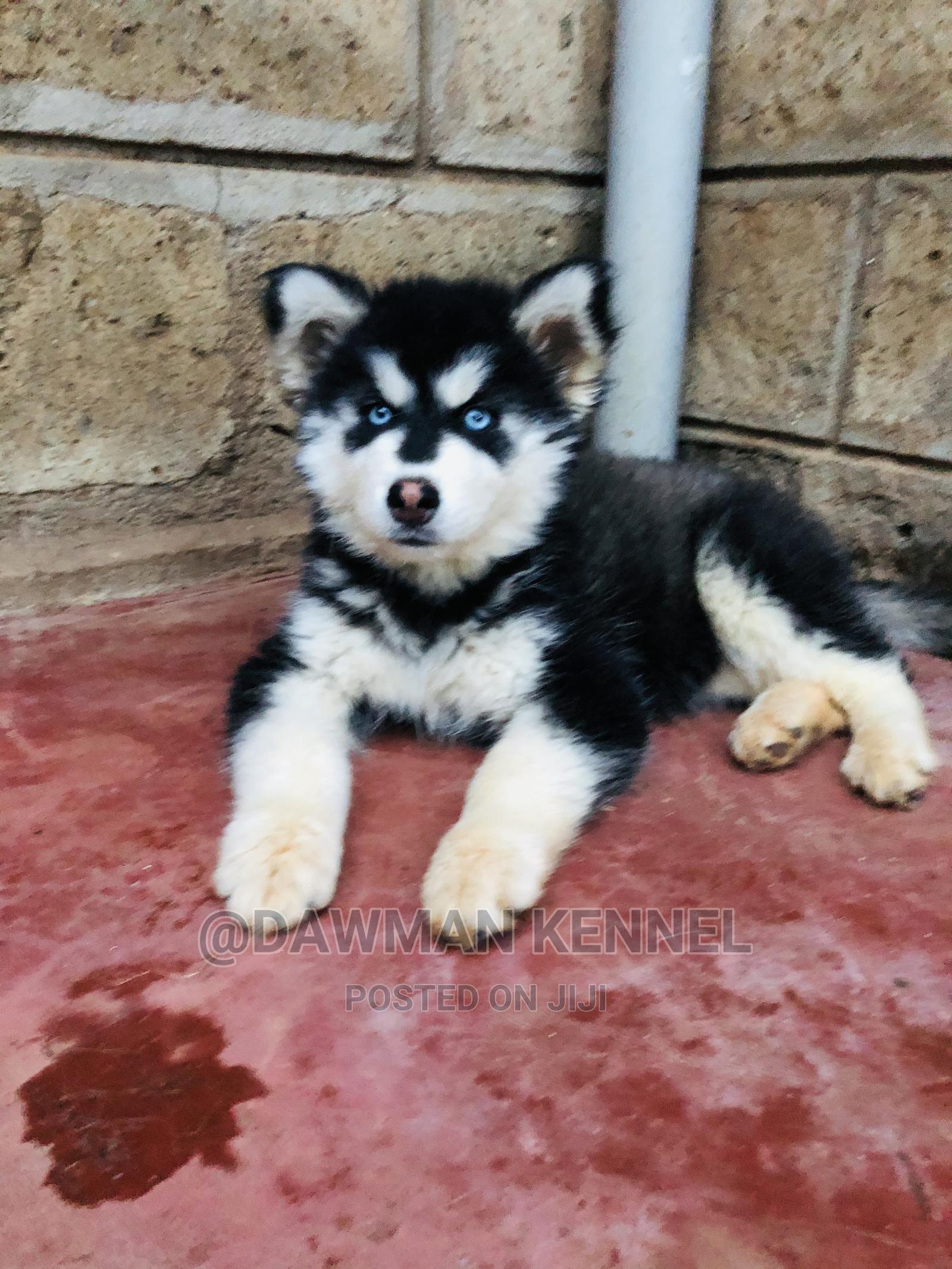 1 3 Month Female Purebred Siberian Husky In Nairobi Central Dogs Puppies Dann Jiji Co Ke
