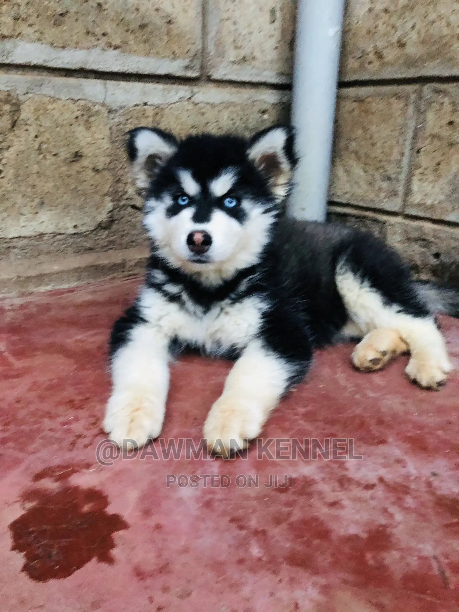 1-3 Month Female Purebred Siberian Husky
