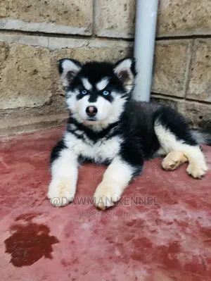 1-3 Month Female Purebred Siberian Husky