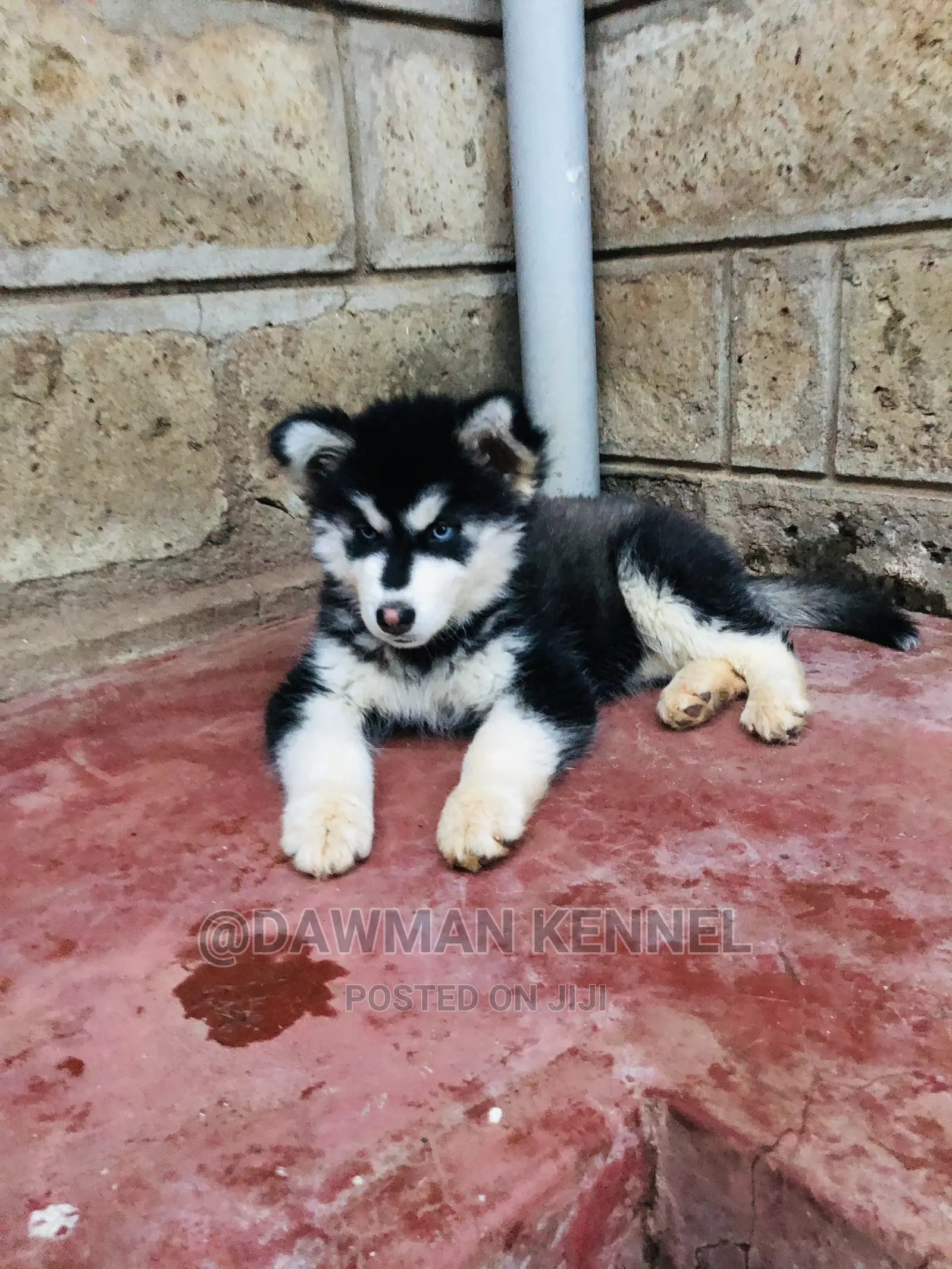 1-3 Month Female Purebred Siberian Husky