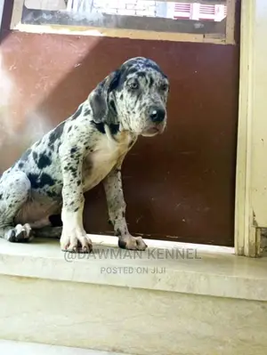 1-3 Month Male Purebred Great Dane