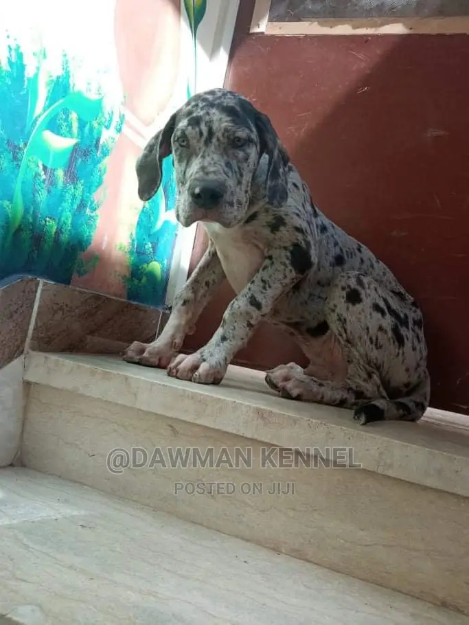 1-3 Month Male Purebred Great Dane