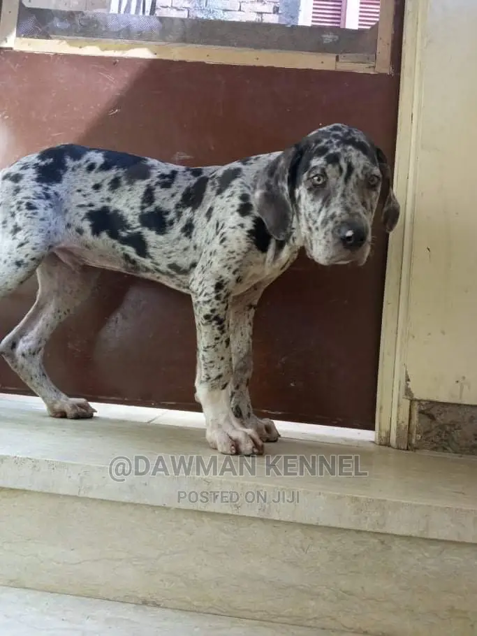 1-3 Month Male Purebred Great Dane