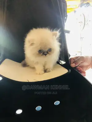 1-3 Month Male Purebred Persian