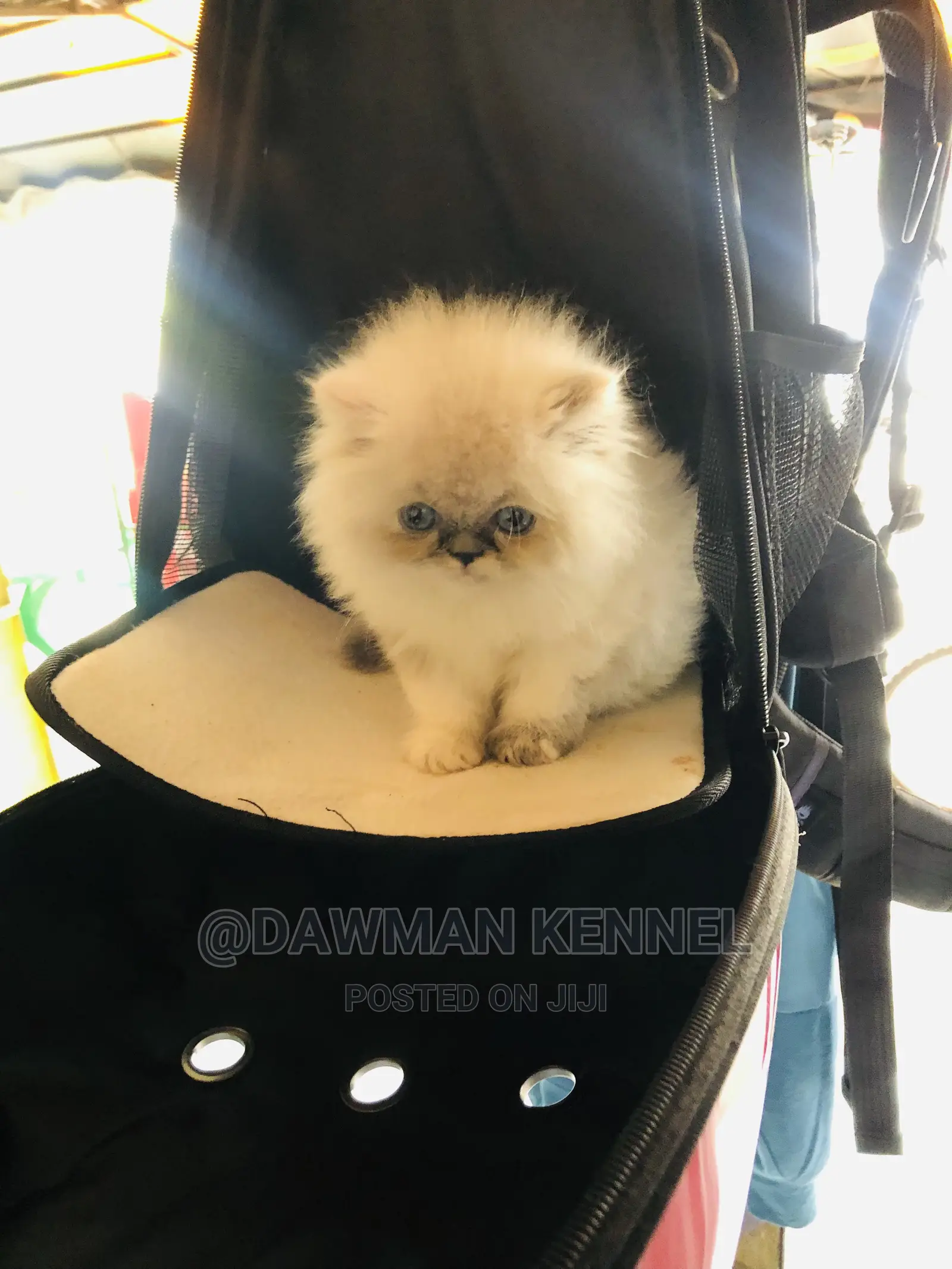 1-3 Month Male Purebred Persian