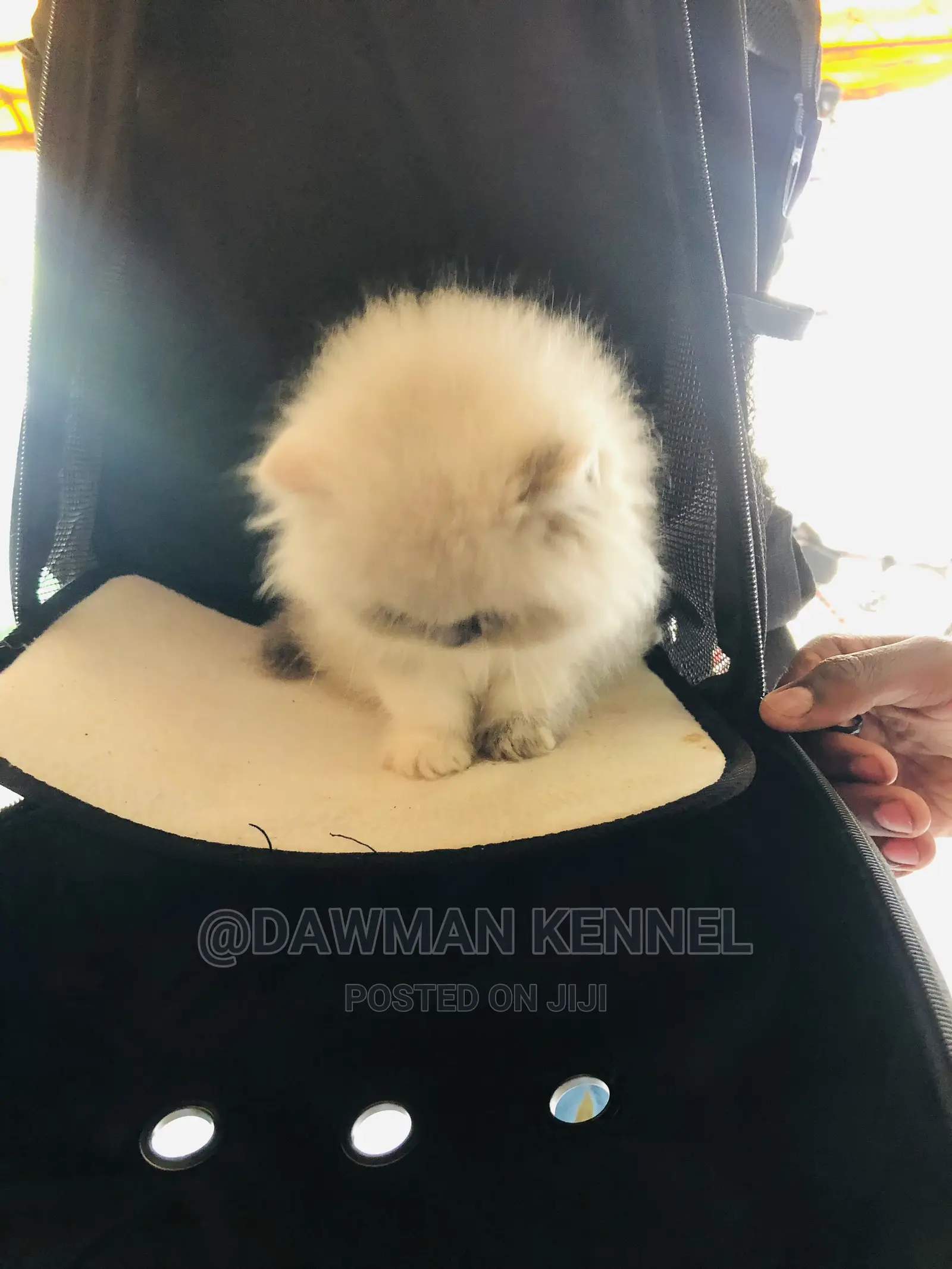 1-3 Month Male Purebred Persian