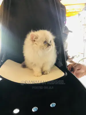 1-3 Month Male Purebred Persian