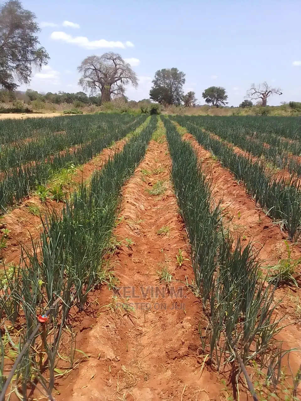 Agricultural Land/Farm 210 Acres